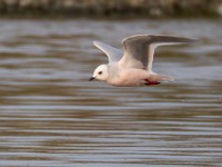 31F4961c  Ross's Gull (Rhodostethia rosea) - adult nonbreeding