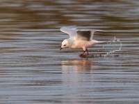 31F4962c  Ross's Gull (Rhodostethia rosea) - adult nonbreeding