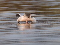 31F4964c  Ross's Gull (Rhodostethia rosea) - adult nonbreeding