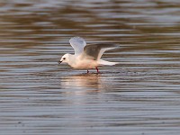 31F4965c  Ross's Gull (Rhodostethia rosea) - adult nonbreeding