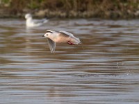 31F4966c  Ross's Gull (Rhodostethia rosea) and Bonaparte's Gull (Chroicocephalus philadelphia) - adults nonbreeding