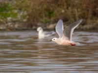 31F4967c  Ross's Gull (Rhodostethia rosea) and Bonaparte's Gull (Chroicocephalus philadelphia) - adults nonbreeding