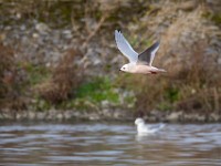 31F4968c  Ross's Gull (Rhodostethia rosea) and Bonaparte's Gull (Chroicocephalus philadelphia) - adults nonbreeding