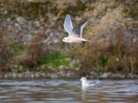 31F4970c  Ross's Gull (Rhodostethia rosea) and Bonaparte's Gull (Chroicocephalus philadelphia) - adults nonbreeding