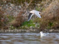 31F4971c  Ross's Gull (Rhodostethia rosea) and Bonaparte's Gull (Chroicocephalus philadelphia) - adults nonbreeding