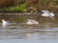 31F4972c  Ross's Gull (Rhodostethia rosea) and Bonaparte's Gull (Chroicocephalus philadelphia) - adults nonbreeding