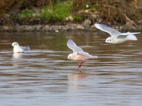 31F4973c  Ross's Gull (Rhodostethia rosea) and Bonaparte's Gull (Chroicocephalus philadelphia) - adults nonbreeding