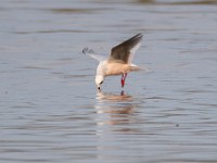 31F4981c  Ross's Gull (Rhodostethia rosea) - adult nonbreeding