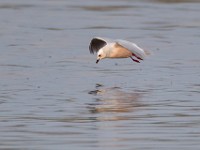 31F4982c  Ross's Gull (Rhodostethia rosea) - adult nonbreeding