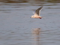 31F4983c  Ross's Gull (Rhodostethia rosea) - adult nonbreeding