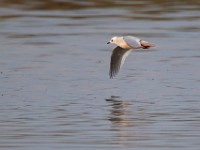 31F4984c  Ross's Gull (Rhodostethia rosea) - adult nonbreeding