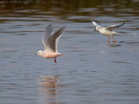 31F4987c  Ross's Gull (Rhodostethia rosea) and Bonaparte's Gull (Chroicocephalus philadelphia) - adults nonbreeding