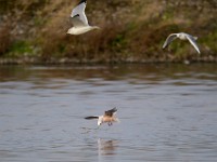 31F4988c  Ross's Gull (Rhodostethia rosea) and Bonaparte's Gull (Chroicocephalus philadelphia) and Ring-billed Gull (Larus delawarensis) - adults nonbreeding