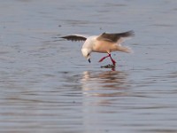 31F4990c  Ross's Gull (Rhodostethia rosea) - adult nonbreeding