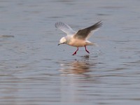 31F4991c  Ross's Gull (Rhodostethia rosea) - adult nonbreeding