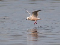 31F4992c  Ross's Gull (Rhodostethia rosea) - adult nonbreeding