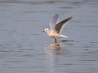 31F4993c  Ross's Gull (Rhodostethia rosea) - adult nonbreeding