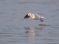 31F4994c  Ross's Gull (Rhodostethia rosea) - adult nonbreeding