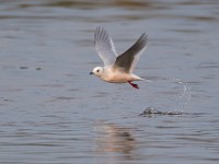 31F4995c  Ross's Gull (Rhodostethia rosea) - adult nonbreeding