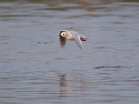 31F4996c  Ross's Gull (Rhodostethia rosea) - adult nonbreeding