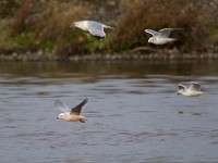 31F5003c  Ross's Gull (Rhodostethia rosea) and Bonaparte's Gull (Chroicocephalus philadelphia) and Ring-billed Gull (Larus delawarensis) - adults nonbreeding