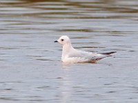 31F5017c  Ross's Gull (Rhodostethia rosea) - adult nonbreeding