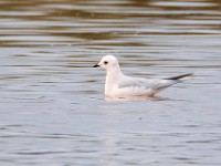 31F5024c  Ross's Gull (Rhodostethia rosea) - adult nonbreeding