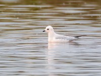 31F5031c  Ross's Gull (Rhodostethia rosea) - adult nonbreeding