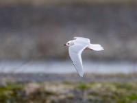 31F5118c  Ross's Gull (Rhodostethia rosea) - adult nonbreeding