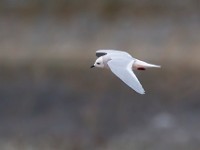 31F5119c  Ross's Gull (Rhodostethia rosea) - adult nonbreeding