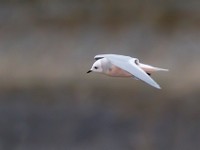 31F5120c  Ross's Gull (Rhodostethia rosea) - adult nonbreeding