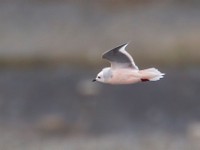 31F5121c  Ross's Gull (Rhodostethia rosea) - adult nonbreeding