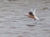 31F5123c  Ross's Gull (Rhodostethia rosea) - adult nonbreeding