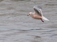 31F5124c  Ross's Gull (Rhodostethia rosea) - adult nonbreeding