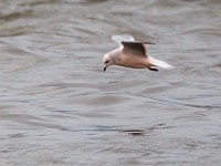 31F5127c  Ross's Gull (Rhodostethia rosea) - adult nonbreeding