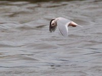 31F5128c  Ross's Gull (Rhodostethia rosea) - adult nonbreeding