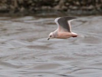 31F5129c  Ross's Gull (Rhodostethia rosea) - adult nonbreeding