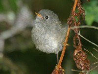 159 5940c  Ruby-crowned Kinglet (Regulus calendula)