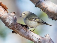 Q0I7554c  Ruby-crowned Kinglet (Regulus calendula) - male