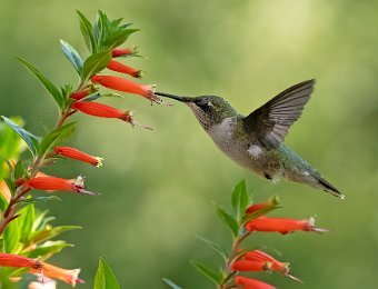 Hummingbird Individuals