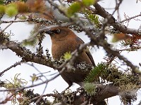 MG 1389c  Rusty Blackbird (Euphagus carolinus) - fall/winter female