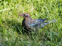 Q0I7440c  Rusty Blackbird (Euphagus carolinus) - fall/winter male with grasshopper