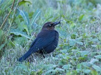 Q0I7475c  Rusty Blackbird (Euphagus carolinus) - fall/winter male with cricket