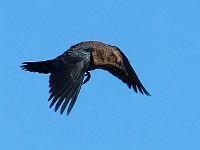 U0U8589c  Rusty Blackbird (Euphagus carolinus) - fall/winter male