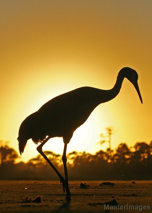 IMG_5594c.jpg - (Florida) Sandhill Crane (Grus canadensis pratensis)