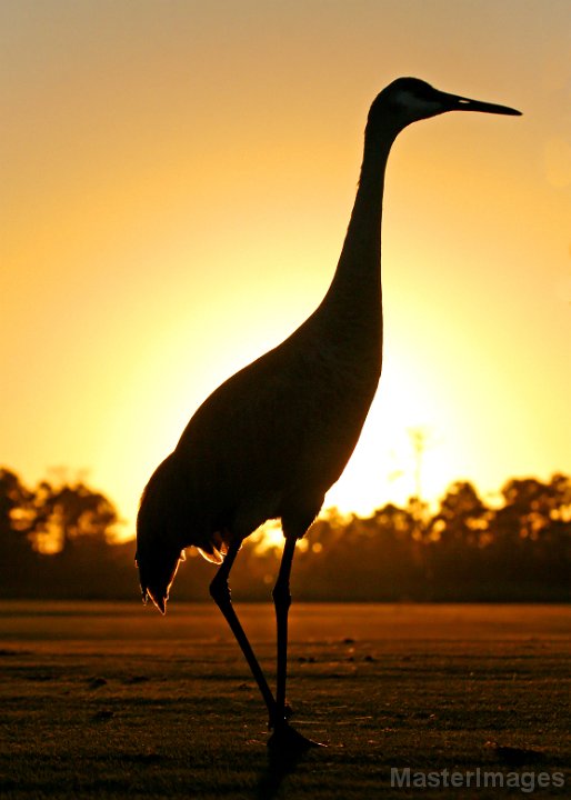 IMG_5599c.jpg - (Florida) Sandhill Crane (Grus canadensis pratensis)