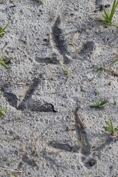 IMG_5998c.jpg - (Florida) Sandhill Crane (Grus canadensis pratensis) - tracks