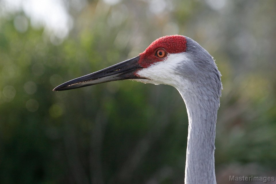 IMG_6000c.jpg - (Florida) Sandhill Crane (Grus canadensis pratensis)