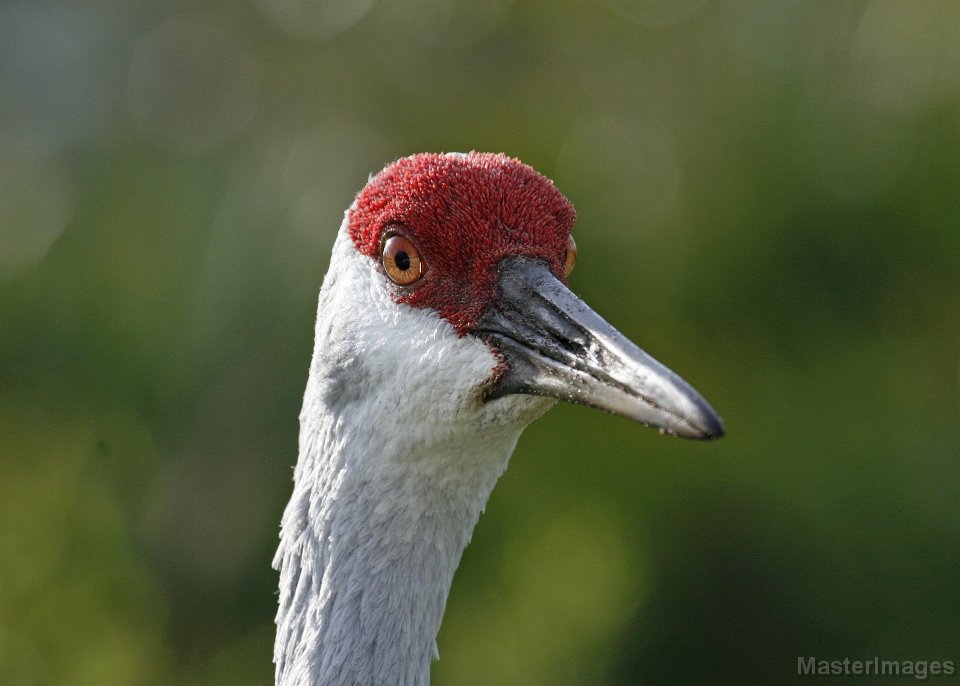 IMG_6028c5x7.jpg - (Florida) Sandhill Crane (Grus canadensis pratensis)