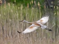 C0063cv1  Sandhill Crane (Antigone canadensis)